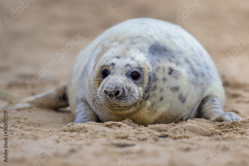 Friendly looking baby seal © creativenature.nl