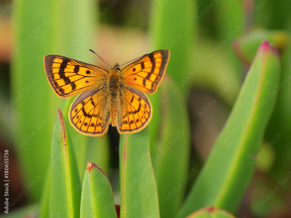 Fototapeta premium New Zealand Rauparahas Copper butterfly