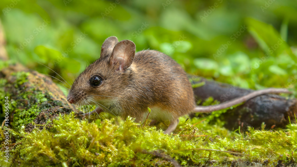 Cute Wood mouse walking on forest floor Cute Wood mouse walking on forest floor
