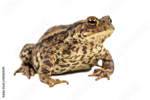 Common toad white background