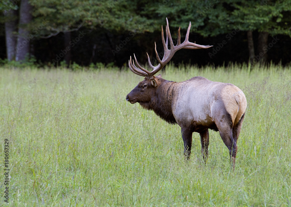 A large Bull Elk stands in green grass in the Smokies. A large Bull Elk stands in green grass in the Smokies.
