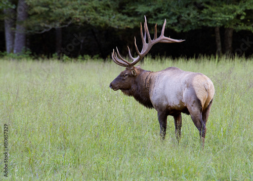 A large Bull Elk stands in green grass in the Smokies.