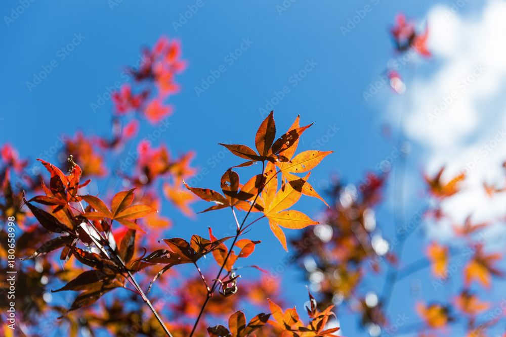 Close focus on orange maple leaves hanging on branch with blurry background of cloudy blue sky of sunny day. Close focus on orange maple leaves hanging on branch with blurry background of cloudy blue sky of sunny day.