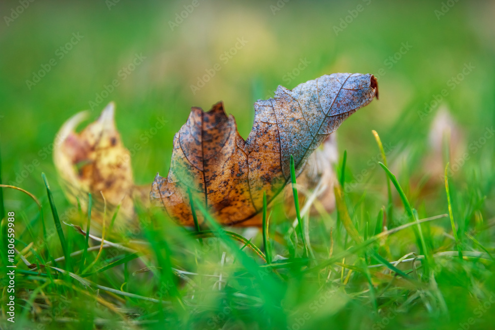 Oak Leaf in Grass