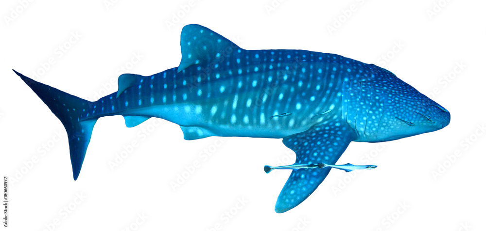 Obraz premium Whale Shark isolated on white background