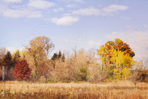 Field with beautiful wooded area in the autumn; a splash of red, orange and yellow in the trees against a blue sky