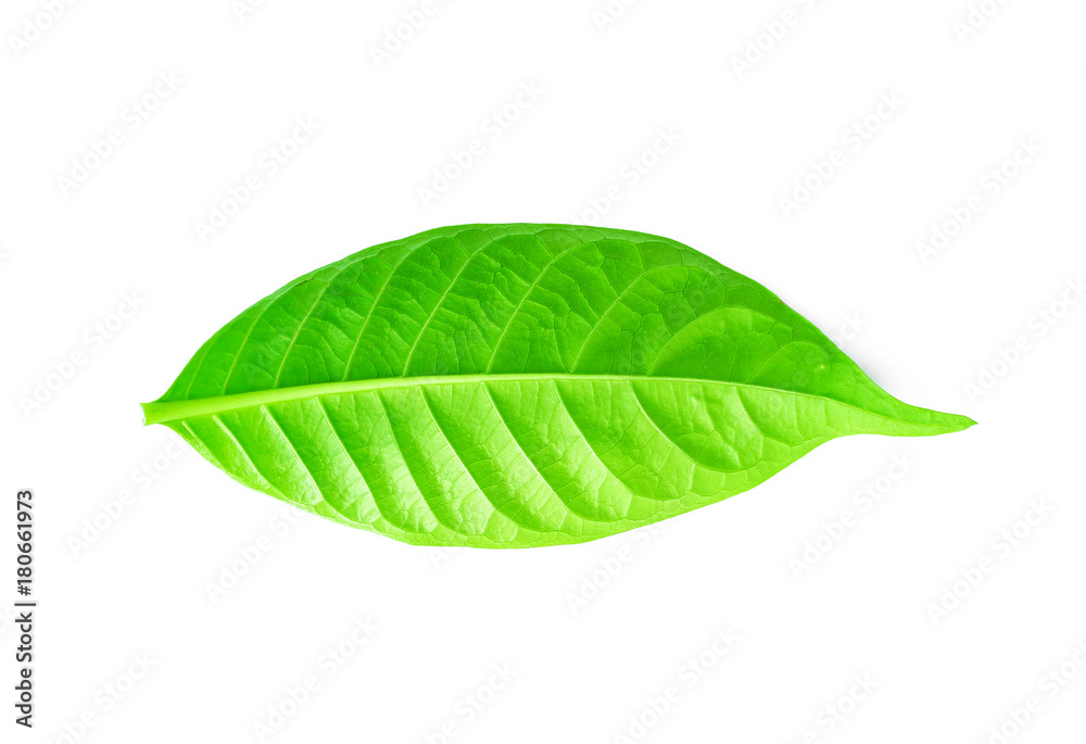 Fototapeta premium fresh green grass leaves on white background