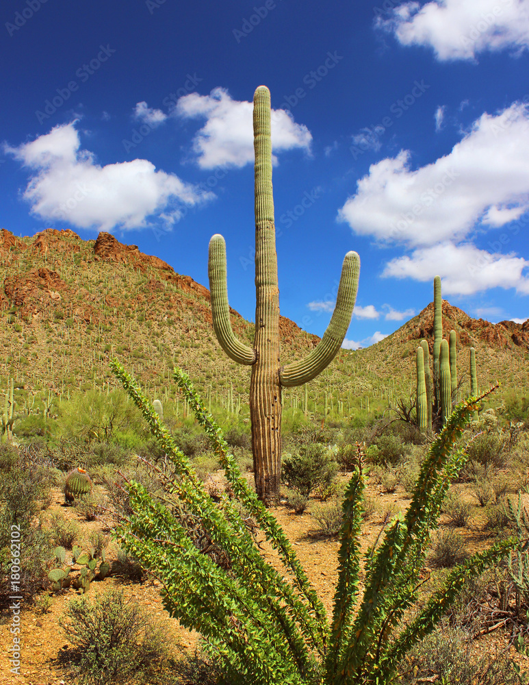 Iconic Saguaro Cactus of the Southwestern United States