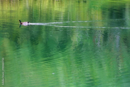 Pato na lagoa