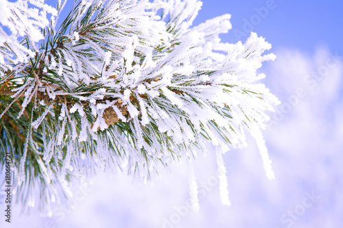 the tree in the frost