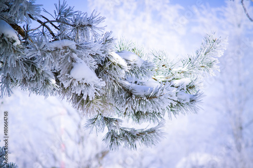 the tree in the frost