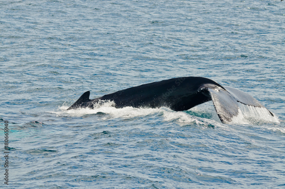 Fototapeta premium Swimming humpback whale