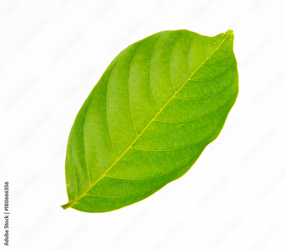leaf or green leaf on a background. leaf or green leaf on a background.