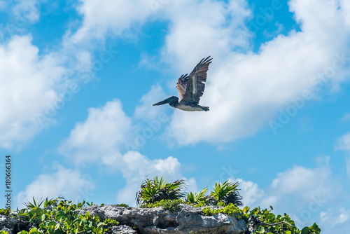 Pelican flying on sky background