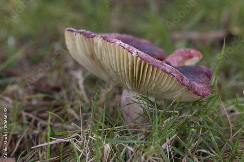 Mushroom