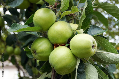 Green apples on a tree branch