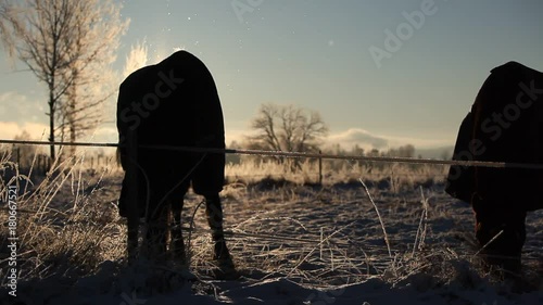 Winter Horses 2 photo