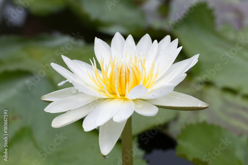 Close-up lotus flower,Beautiful lotus flower Blurred or blur soft focus