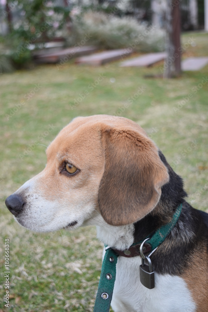 Perro beagle posando de perfil con fondo de cesped
