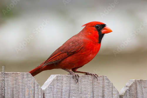 Cardinal bird on a wooden fence with out of focus background.