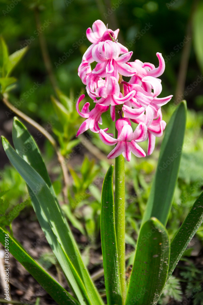 Pink hyacinth in garden Pink hyacinth in garden