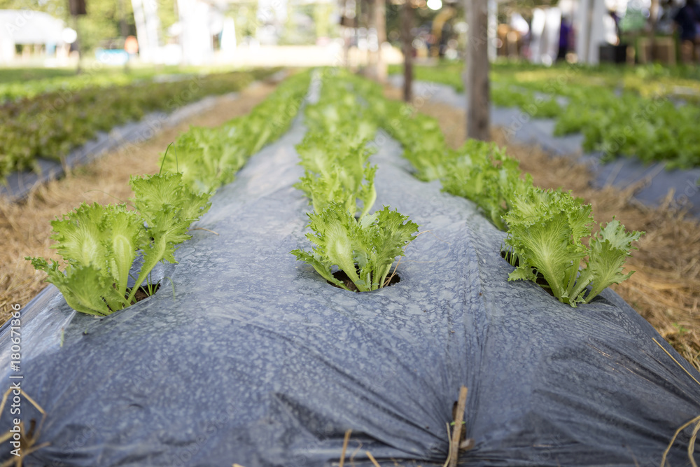 Organic Iceberg lettuce garden in Thailand, Iceberg lettuce growing on