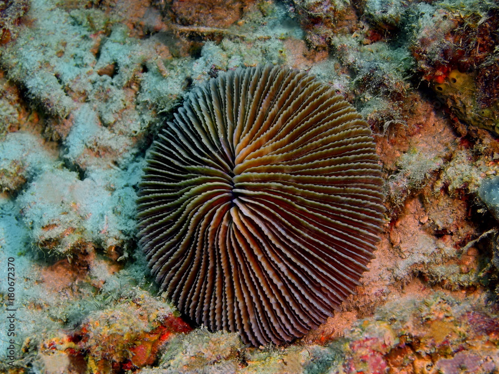 Fototapeta premium Stone coral