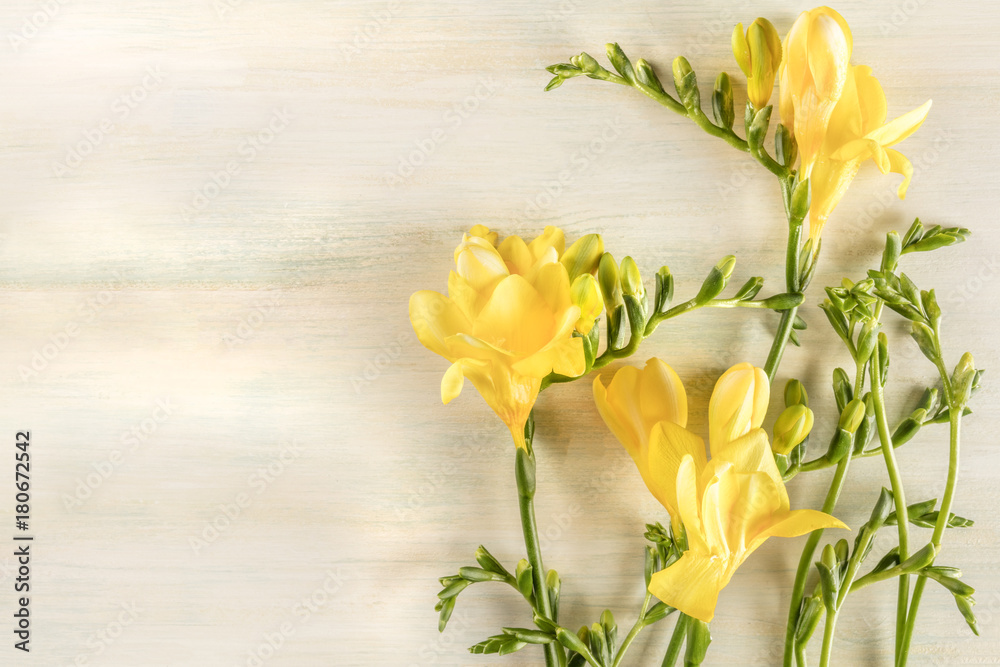 Spring design template with yellow freesia flowers and copy spac