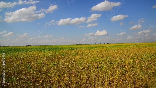 Yellow bean field on sunny day