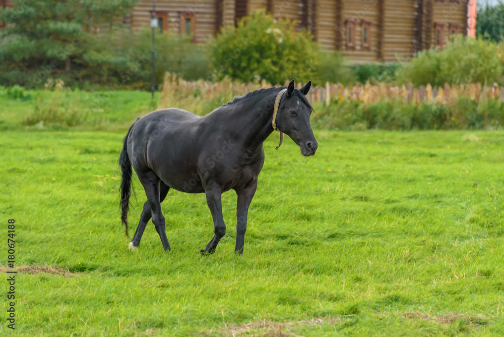 A black horse walks on a green lawn in the fall. A black horse walks on a green lawn in the fall.