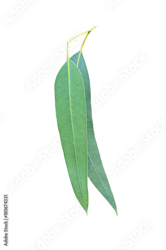 Fresh green Eucalyptus leaf on white background