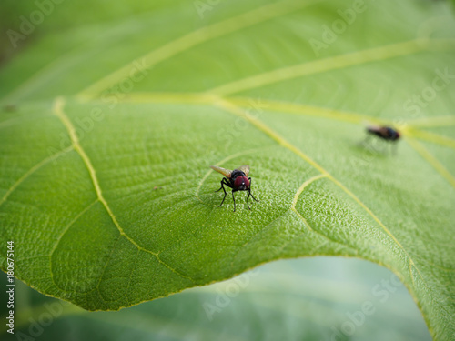 fly on on green leaf