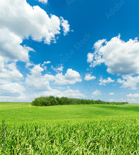 white clouds in blue sky and green grass field
