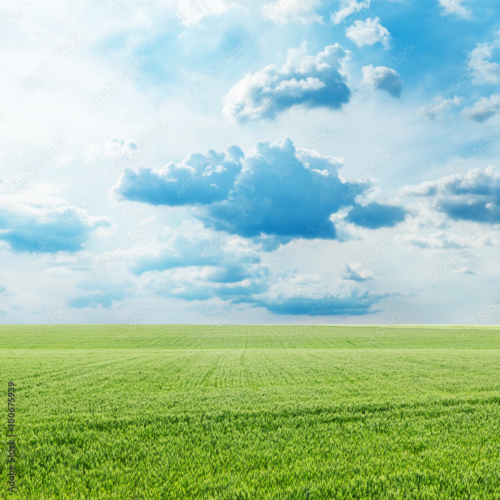 Fototapeta premium agriculture green grass field and blue sky with clouds