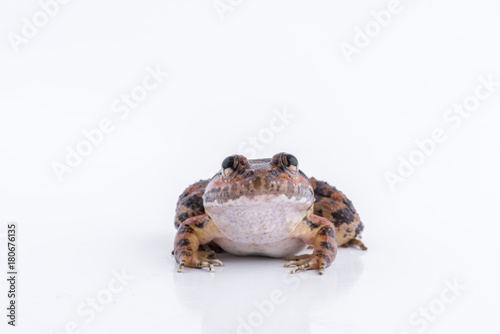 Limnonectes kuhlii (Tschudi, 1838) : frog on white background ,Amphibians of Thailand photo