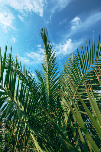 Green palm tree leaves against blue summer sky