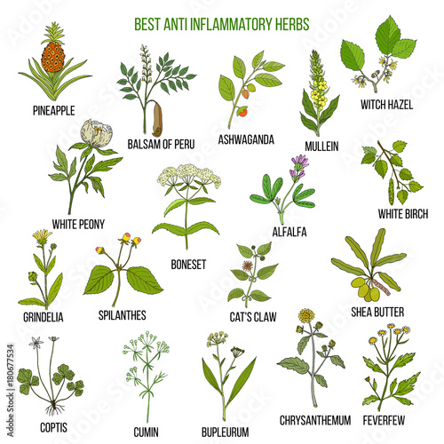 Best anti-inflammatory herbs. Vector set