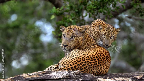 Fototapeta samoprzylepna Leopards on a stone. The Sri Lankan leopard . male and female