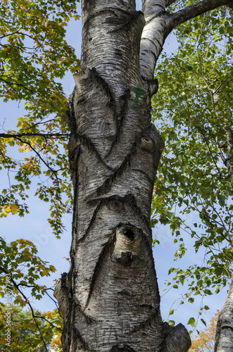 Birch or Betula alba tree with beauty trunk, bark and leaves in autumn in Popular Zaimov park, Sofia, Bulgaria   photo