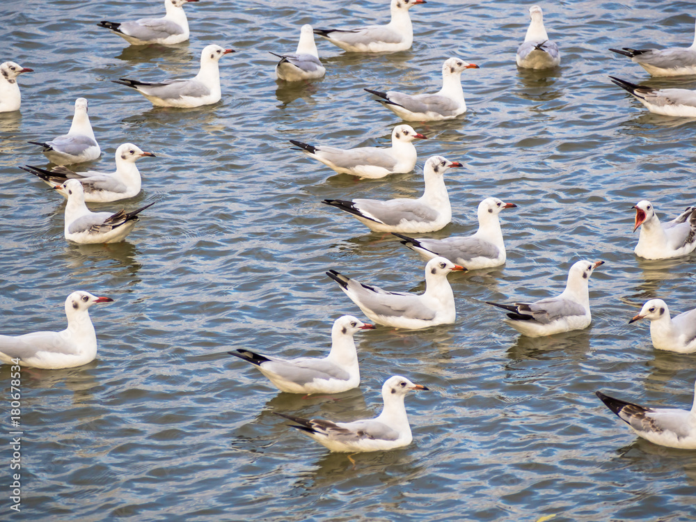 Fototapeta premium The seagulls fly and float on the beach near the place of Samutprakarn, Thailand, on morning time.