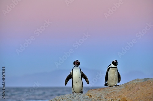 African penguins  spheniscus demersus  The African penguin on the shore in twilight evening with sunset sky. South Africa.African penguin  spheniscus demersus  at the Boulders colony. South Africa.