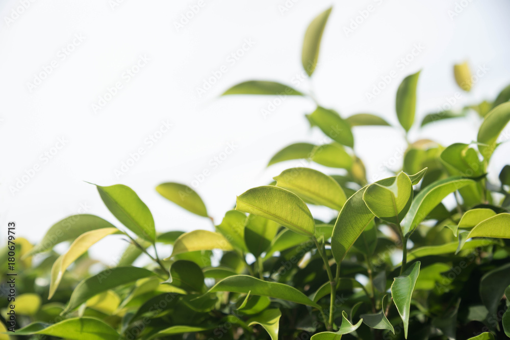 Background of green leaves