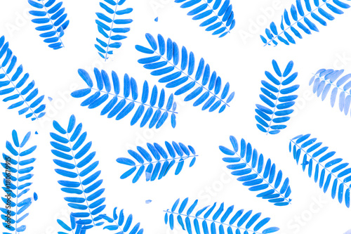 fresh blue leaves isolated on white background
