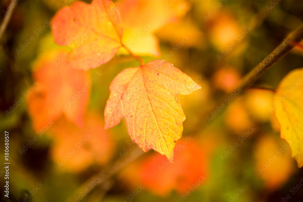 beautiful leaves on a tree in autumn