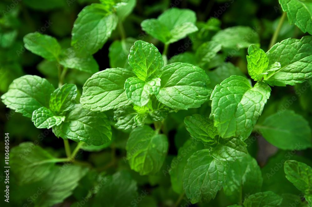 Fresh green mint leaves. Nature pattern for background Fresh green mint leaves. Nature pattern for background