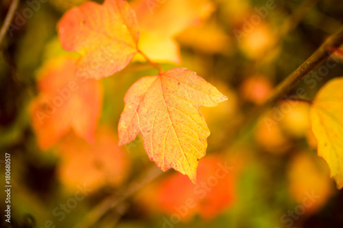 beautiful leaves on a tree in autumn