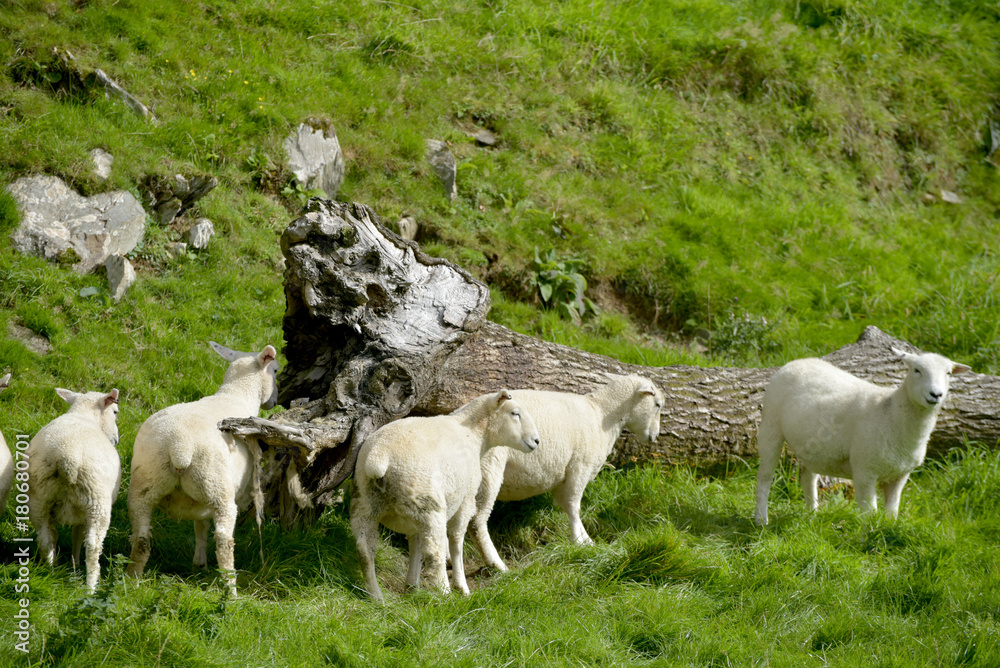 Sheep in Doone Valley, Exmoor, North Devon Sheep in Doone Valley, Exmoor, North Devon