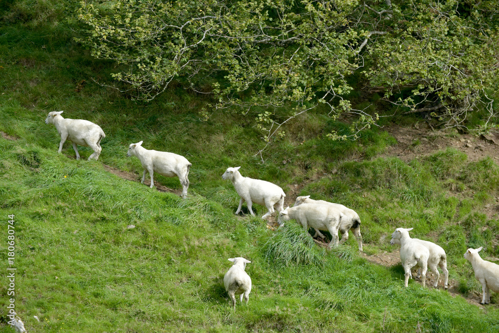 Sheep in Doone Valley, Exmoor, North Devon Sheep in Doone Valley, Exmoor, North Devon