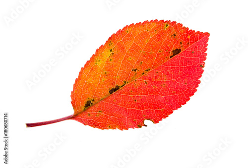 Autumn red leaf isolated on white background