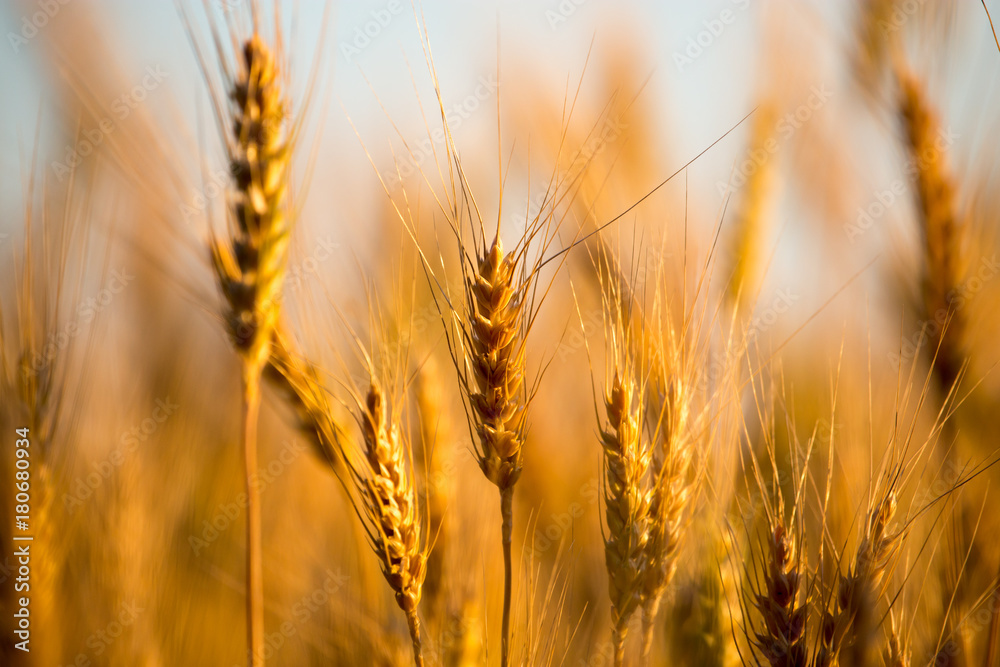 yellow ears of wheat at sunset in nature